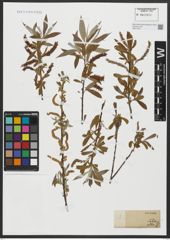 Foto von Salix alba L.